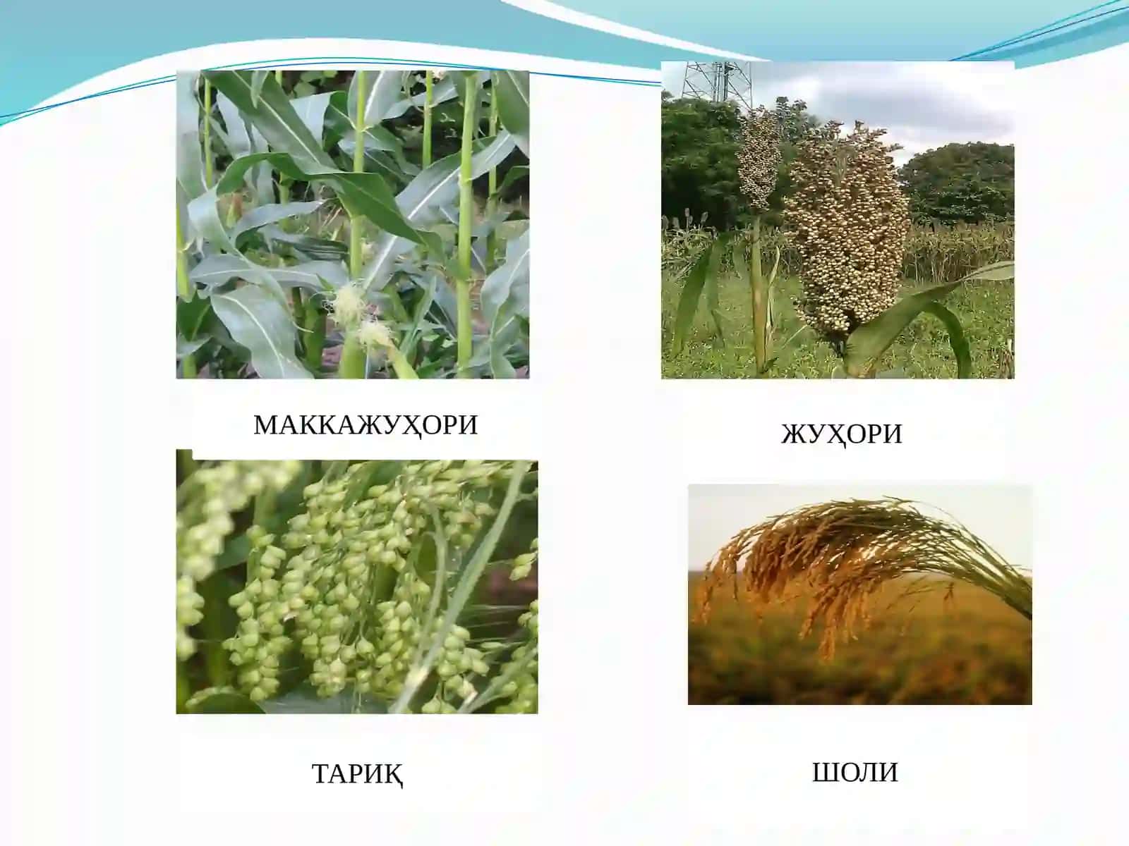 ДОНЛИ ЭКИНЛАРНИНГ МОРФОЛОГИЯСИ 4