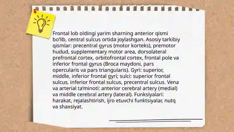Bosh miya yarim sharlarining anatomiyasi 4