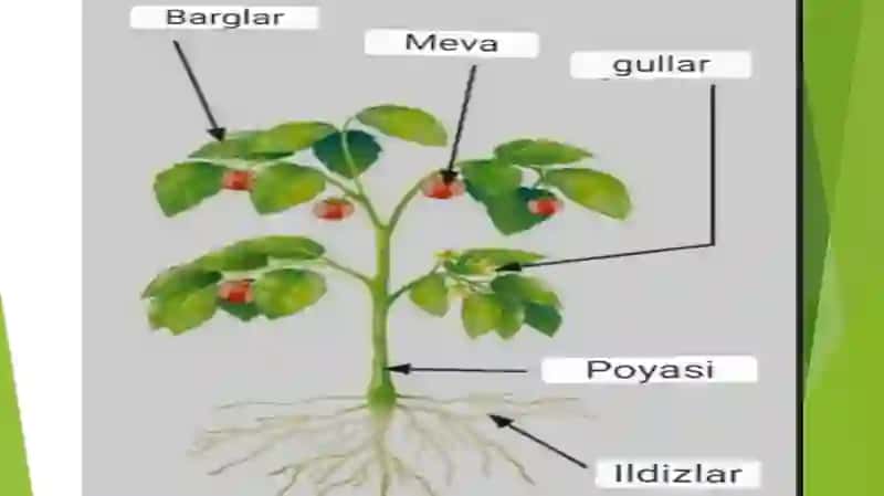 O‘simliklarning vegetativ va generativ organlari 4
