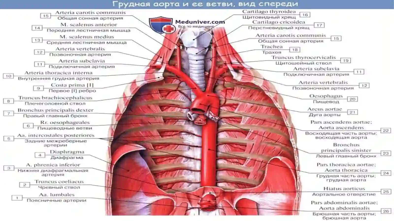 KOʻKRAK AORTASI VA QORIN AORTASI 4