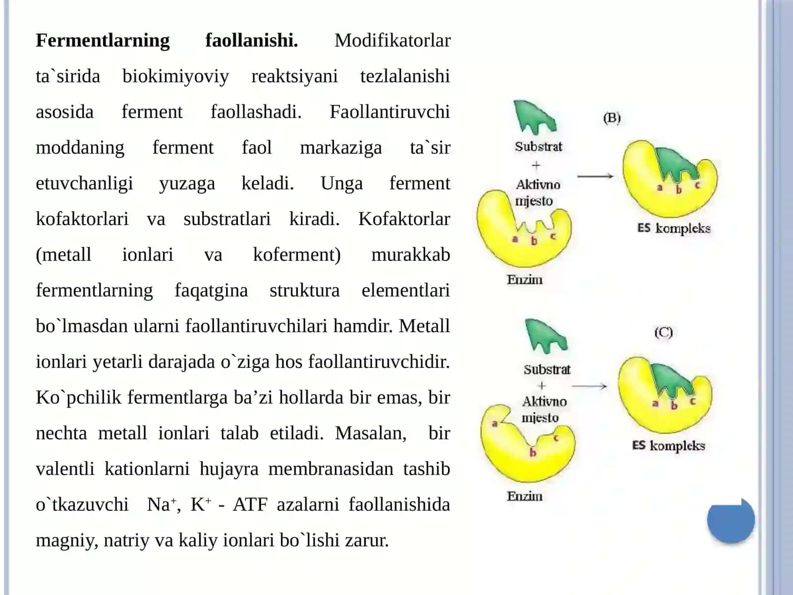Fermentlar faolligining boshqarilishi 4