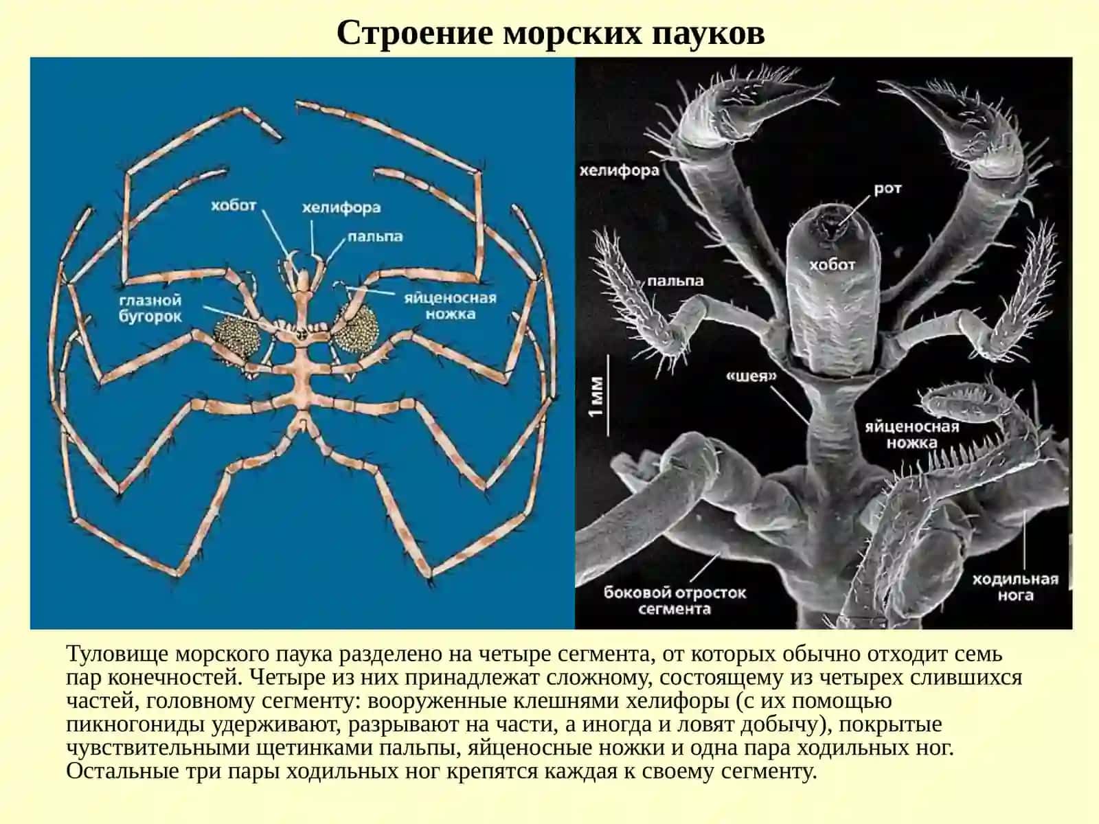 МОРСКИЕ ПАУКИ 4