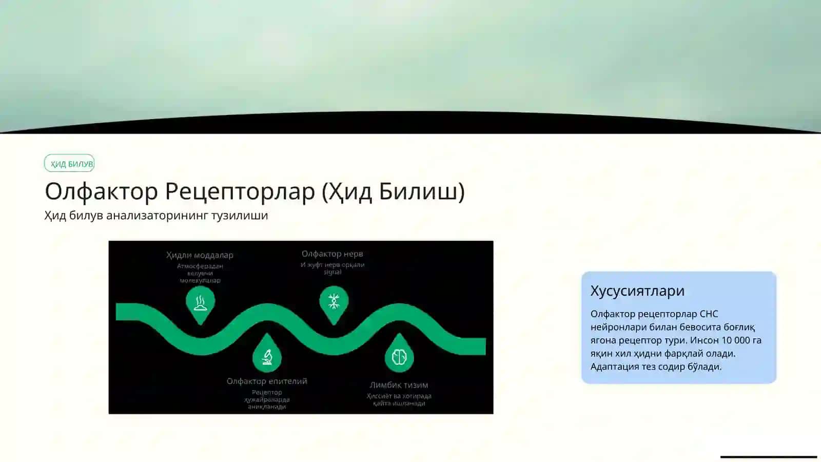Анализаторларфизиологияси 4