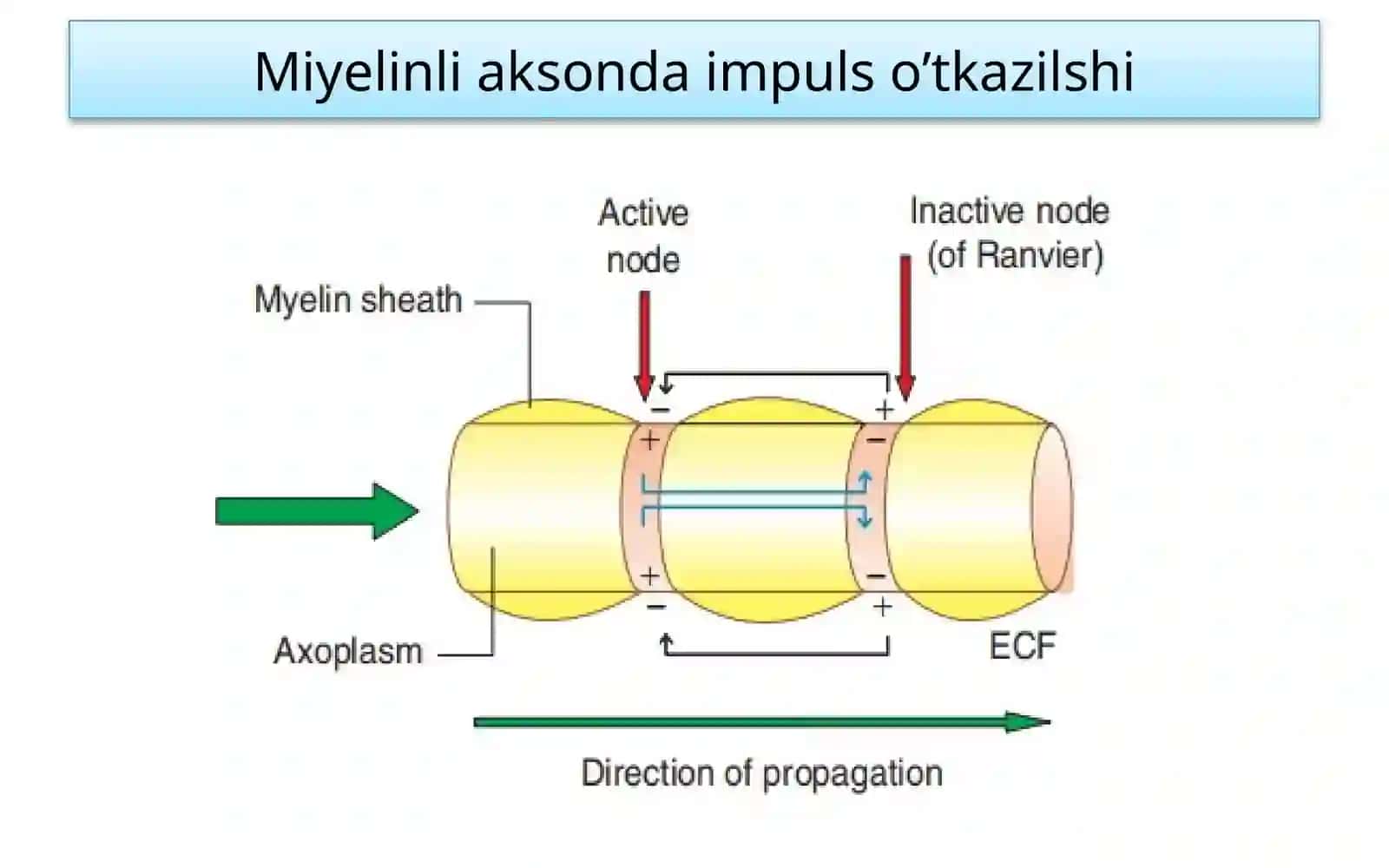 Fiziologiya3 4