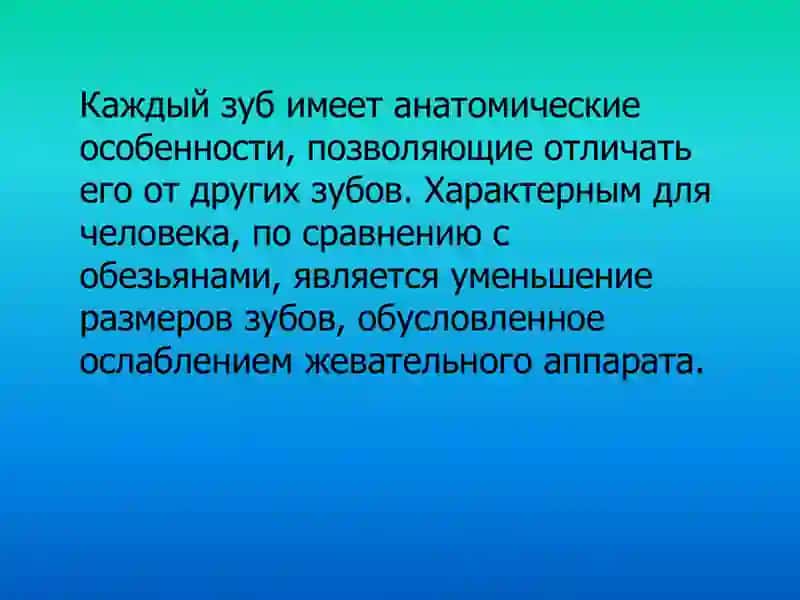 Особенности анатомического строения зубов 4