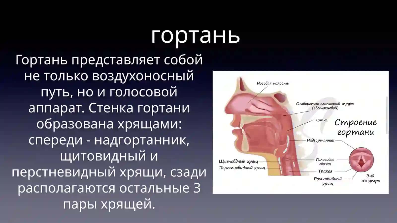 Дыхательная система 4