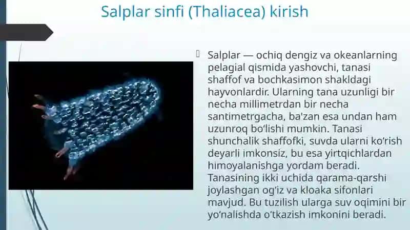 Salplar va appendikulyariyalar sinfi 4