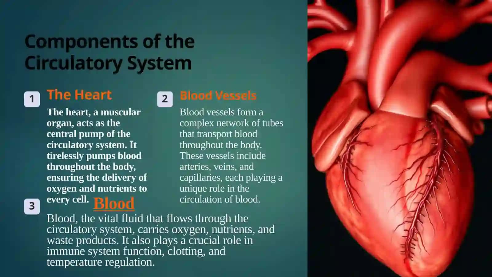 The Circulatory System: A Journey Through Your Body 4