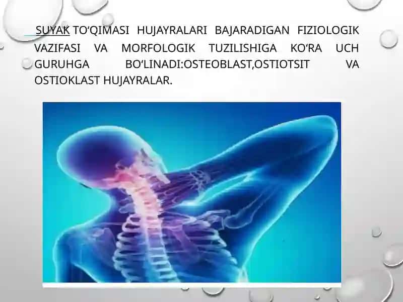 Suyak to'qimasining tuzilishi va vazifalari 4