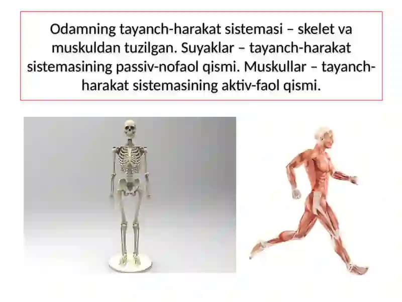 ODAMNING TAYANCH-HARAKAT SISTEMASI 4