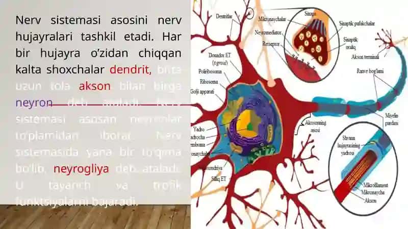 Boshmiyanervlari 4