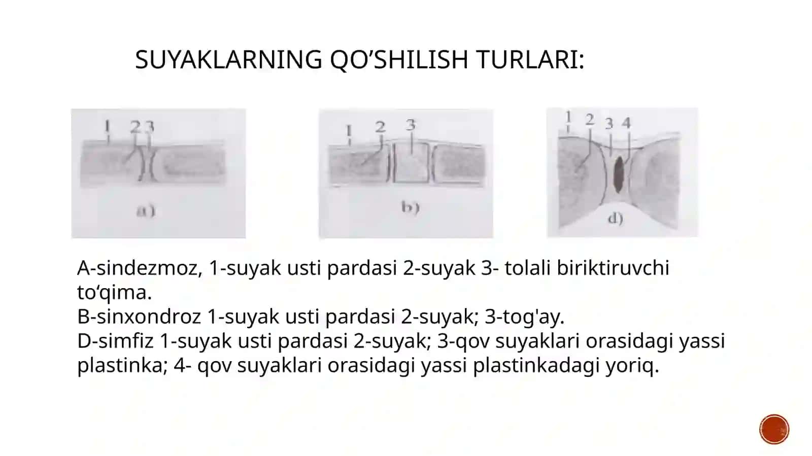 Suyaklarning birlashuvi 4