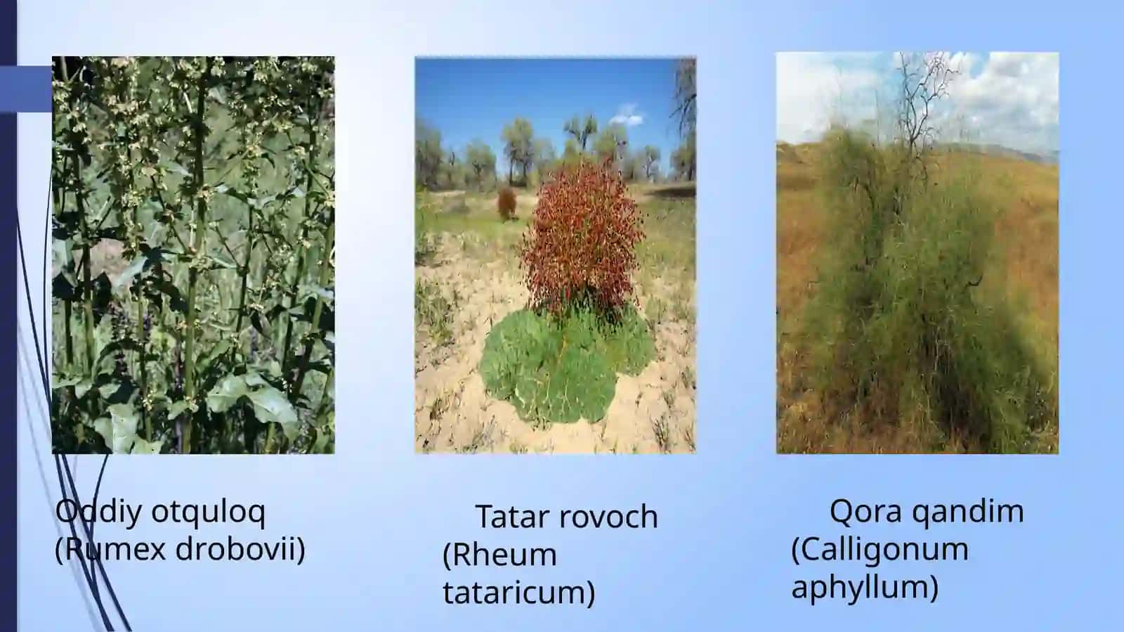 Torondoshlar(Polygonaceae)Oilasi 4