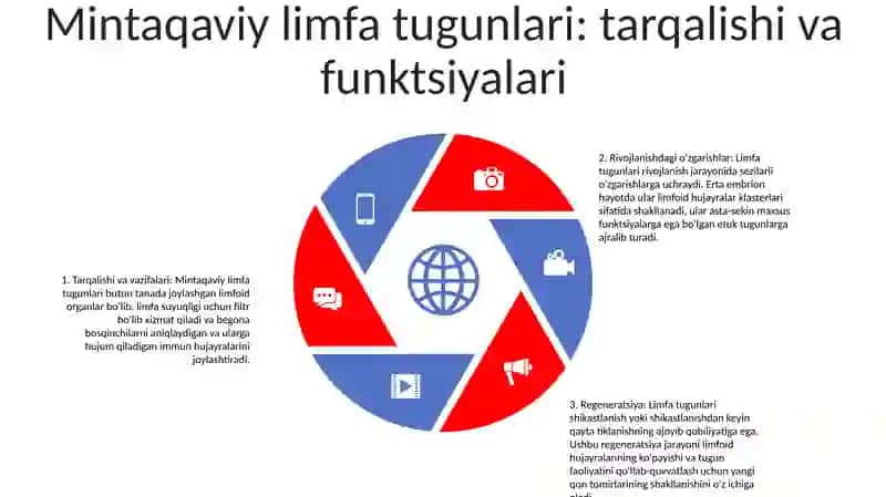 Limfa tomirlari: anatomiyasi va tuzilishi 4