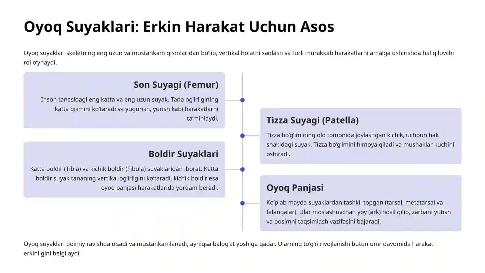 Chanoq va Oyoqning Erkin Suyaklari Anatomiyasi 4