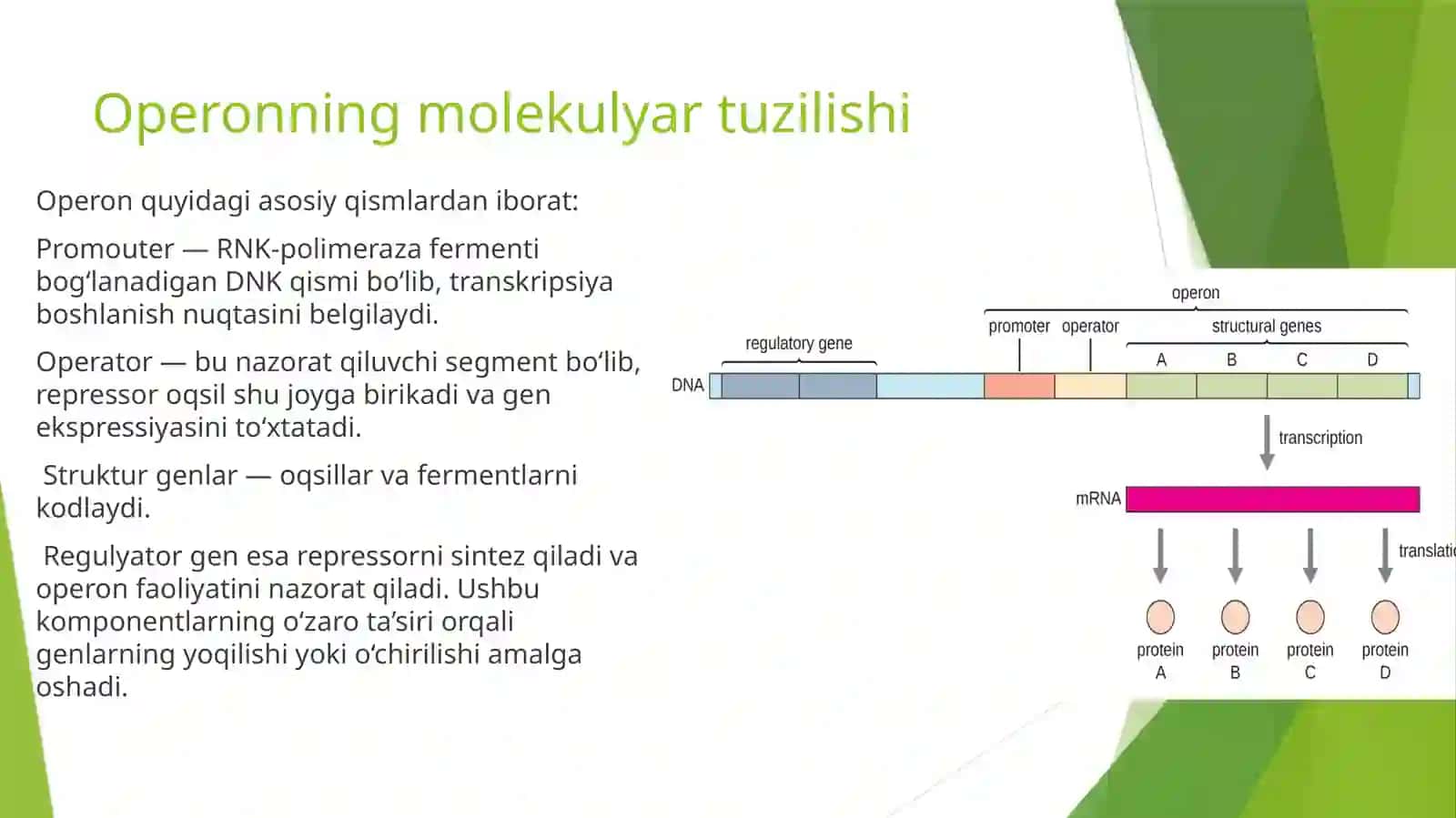Operon haqidatu shuncha 4
