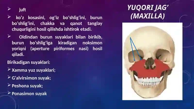Kalla Suyagini Yuz Qismi Suyaklari 4