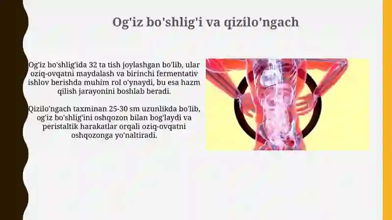 Hazm tizimining azolari 4