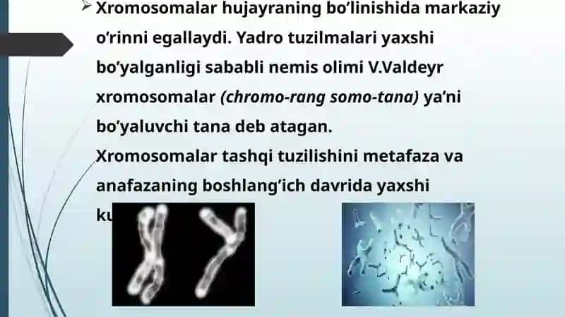 Xromosoma. Xromosomalarning molekulyar tuzilishi 4