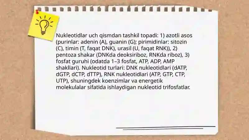 Nuklein kislotalar 4