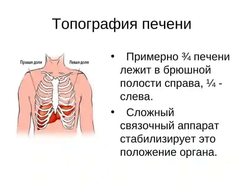 Печень, строение и функции 4