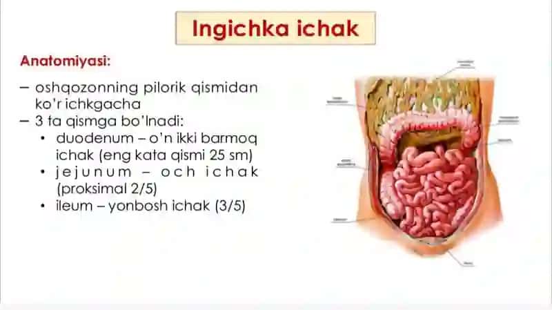 Ingichka va yo'g'on ichakda ovqat hazm bo'lishi 4