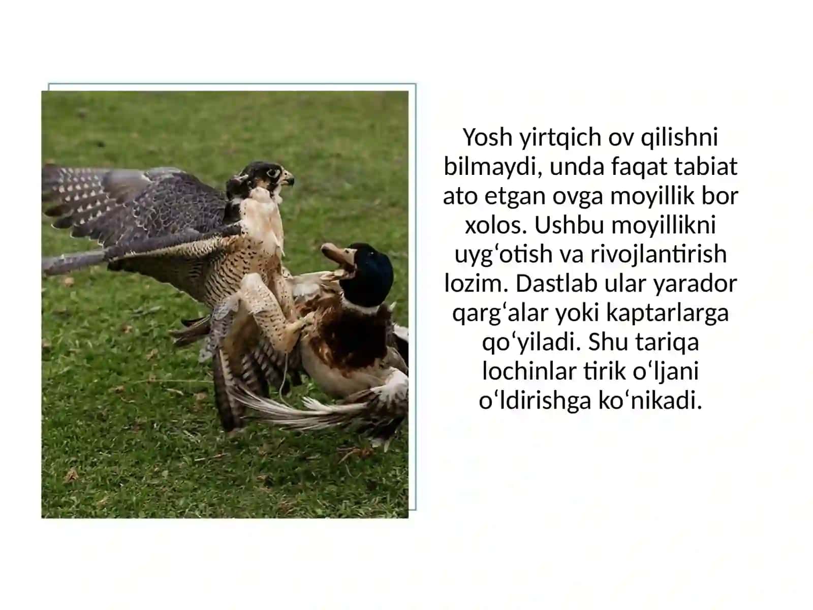 Falco peregrinus 4