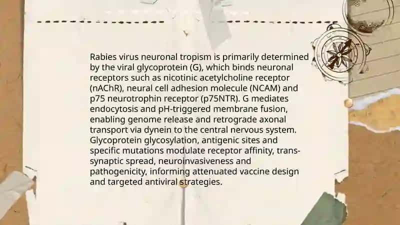 Rabies – The Disease that Controls the Brain 4