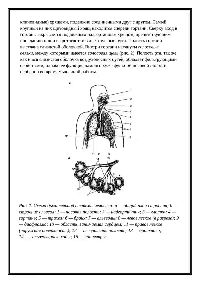 Дыхательная система 4