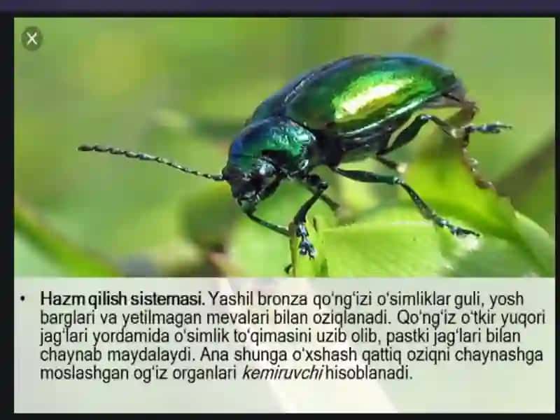 Hasharotlarning anatomiyasi 4