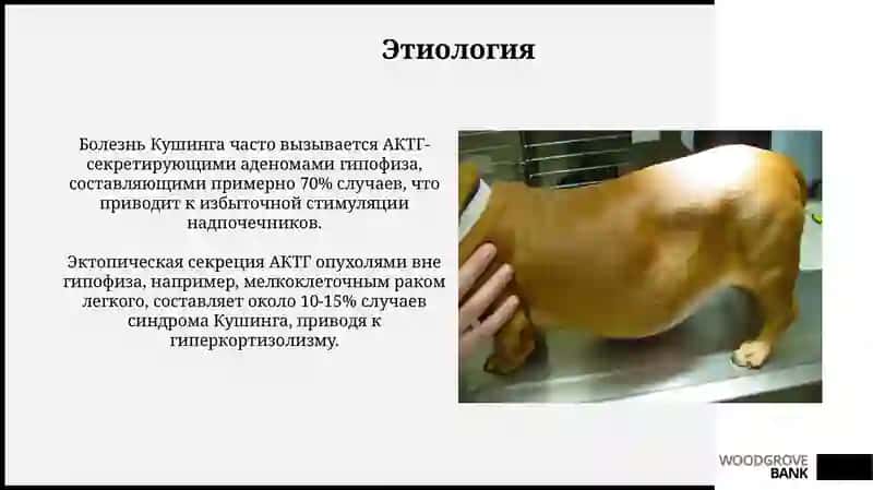 БолезньИценгоКушинга 4