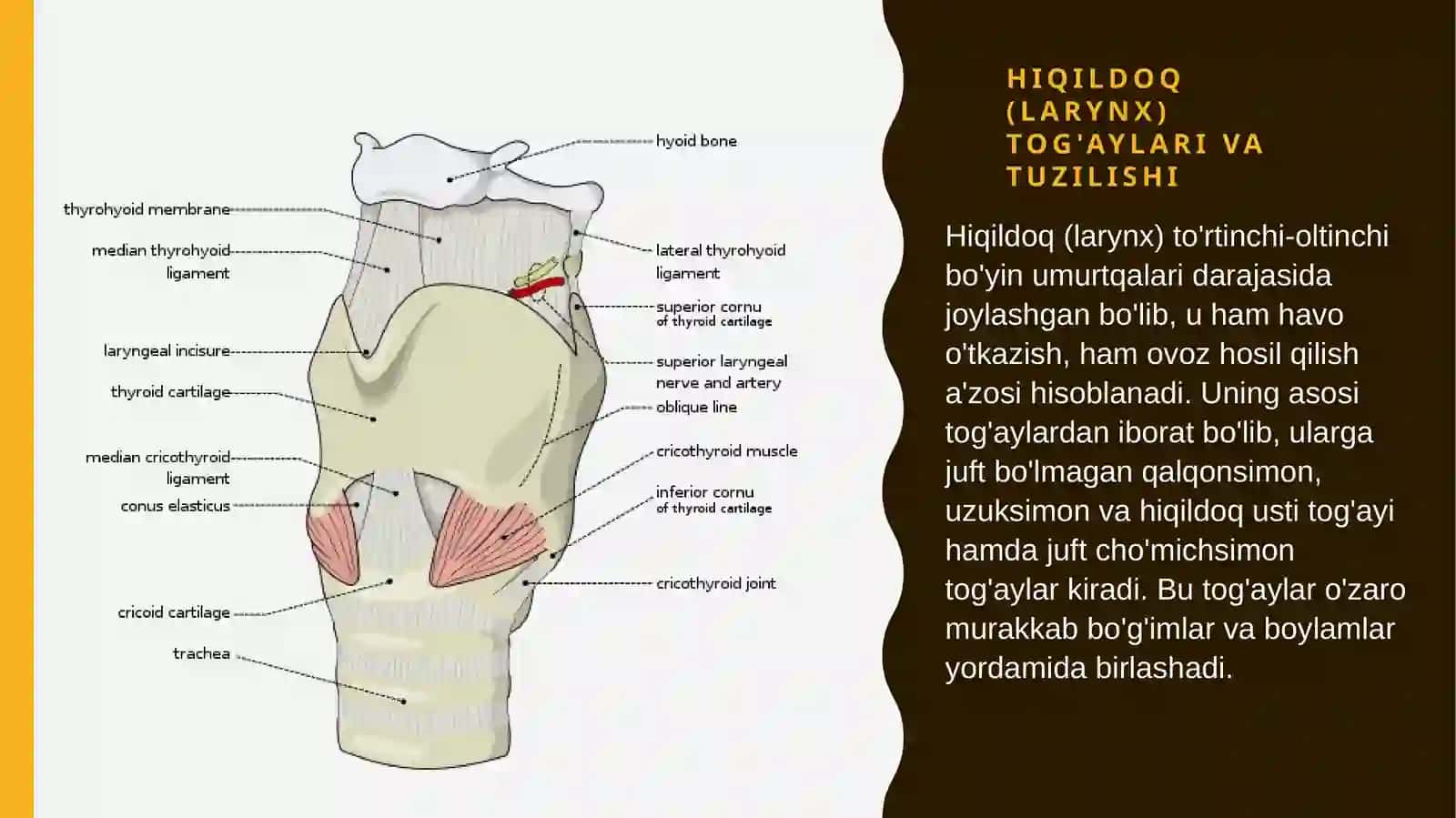 Mustaqil ish: Nafas a'zolari tizimi /Odam anatomiyasi 4
