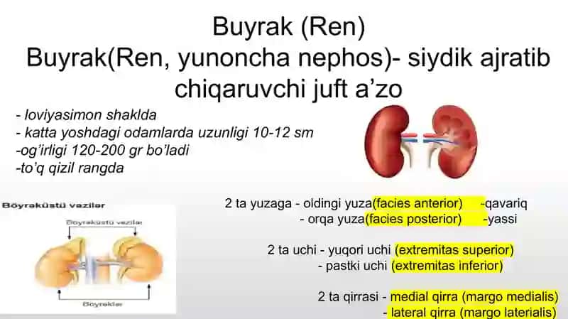 Buyrak 4