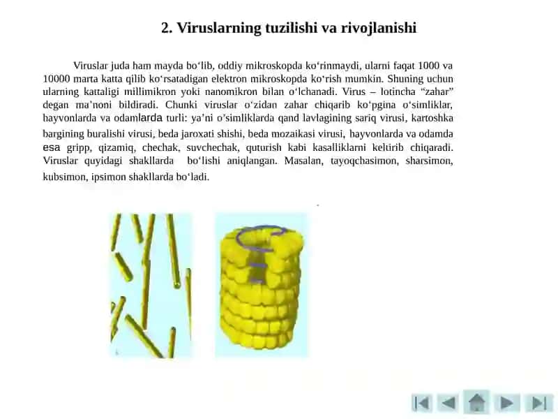 Viruslar va Bakteriofaglar 4