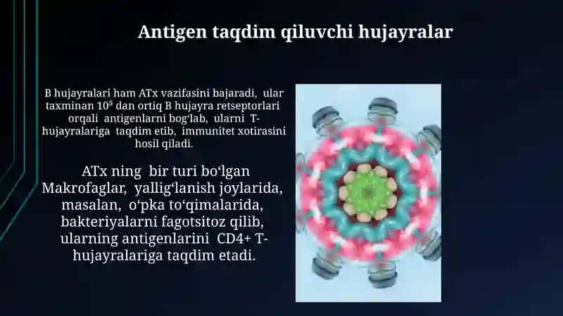 Immun himoya reaksiyalarining morfologik asoslari 4