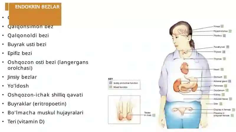 Endokrin Sistema Fiziologiyasi 4