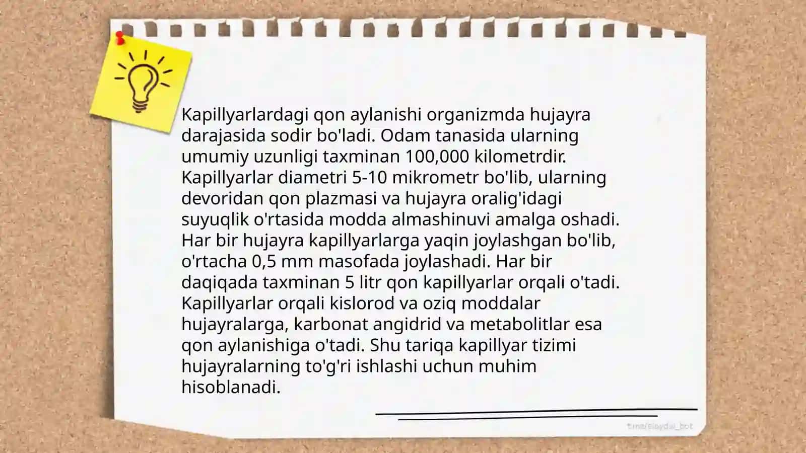 Kapilyarlar anatomiyasi 4