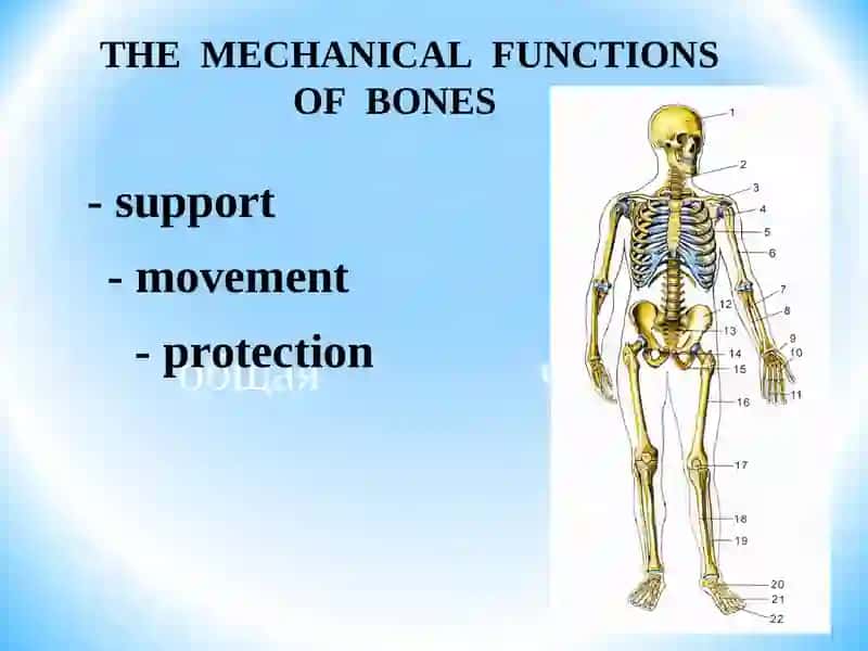 GENERAL OSTEOLOGY 4