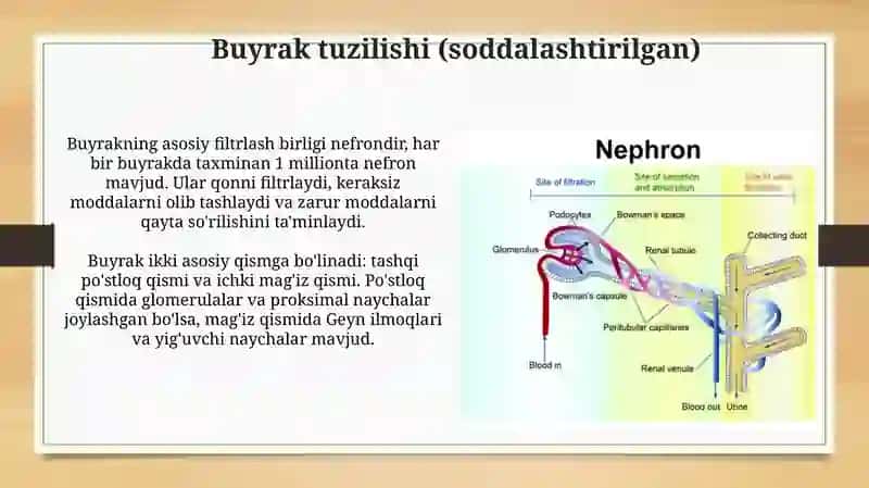 Ayirish organlari va ularning faoliyati 4