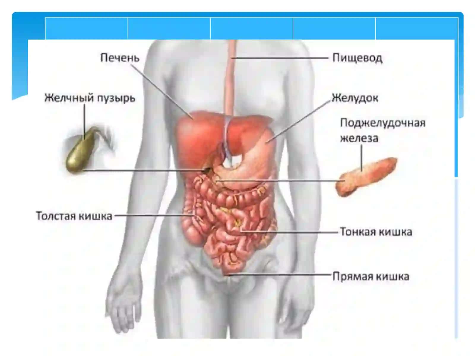 OSHQOZONOSTI BEZI, QORIN PARDA ANATOMIYASI 4
