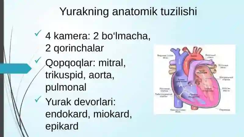 QON AYLANISH SISTEMASINING FIZIK ASOSLARI 4