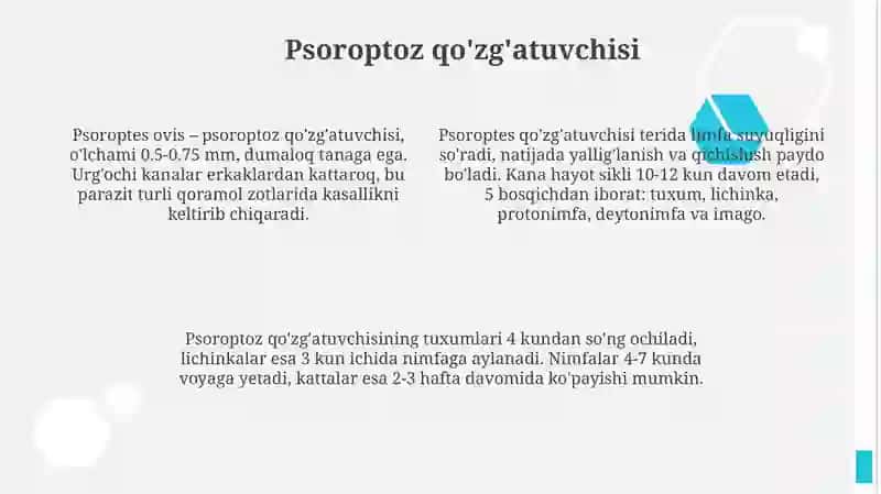 Qoramlo psoroptozi 4