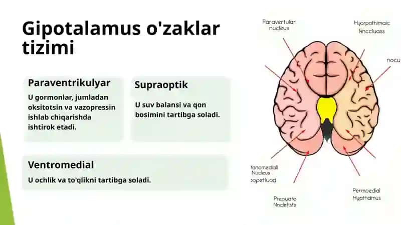 Gipotalamus: O'zaklar va Ularning Vazifasi 4