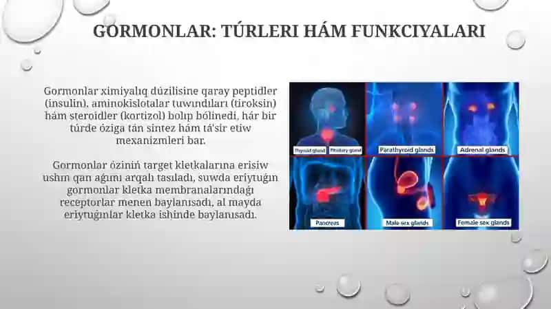 Endokrin bezler 4