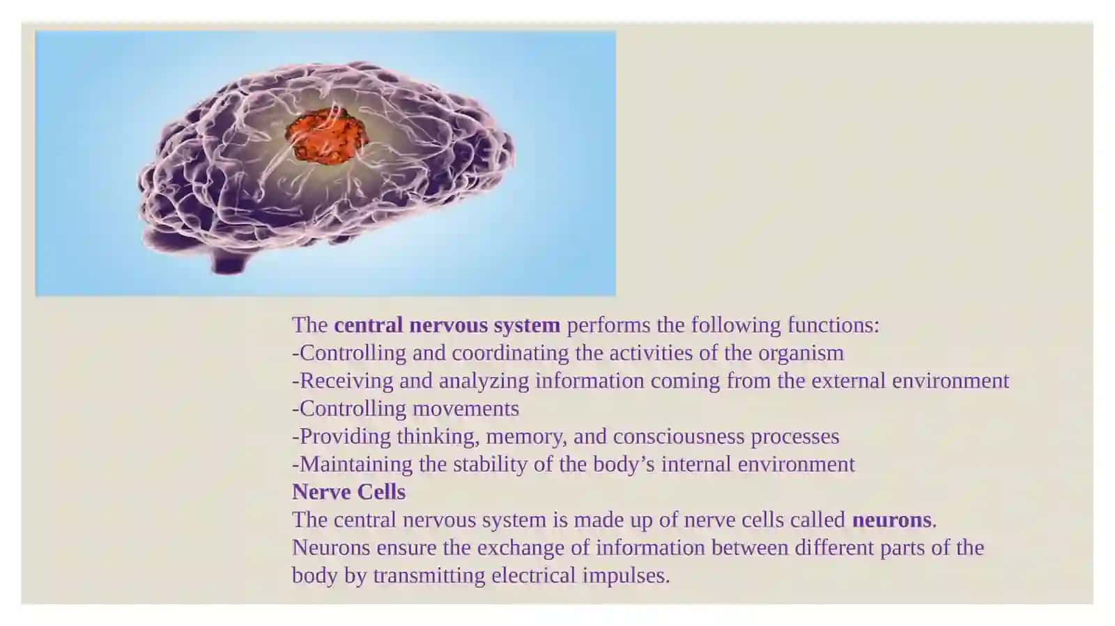 The central nervous system 4