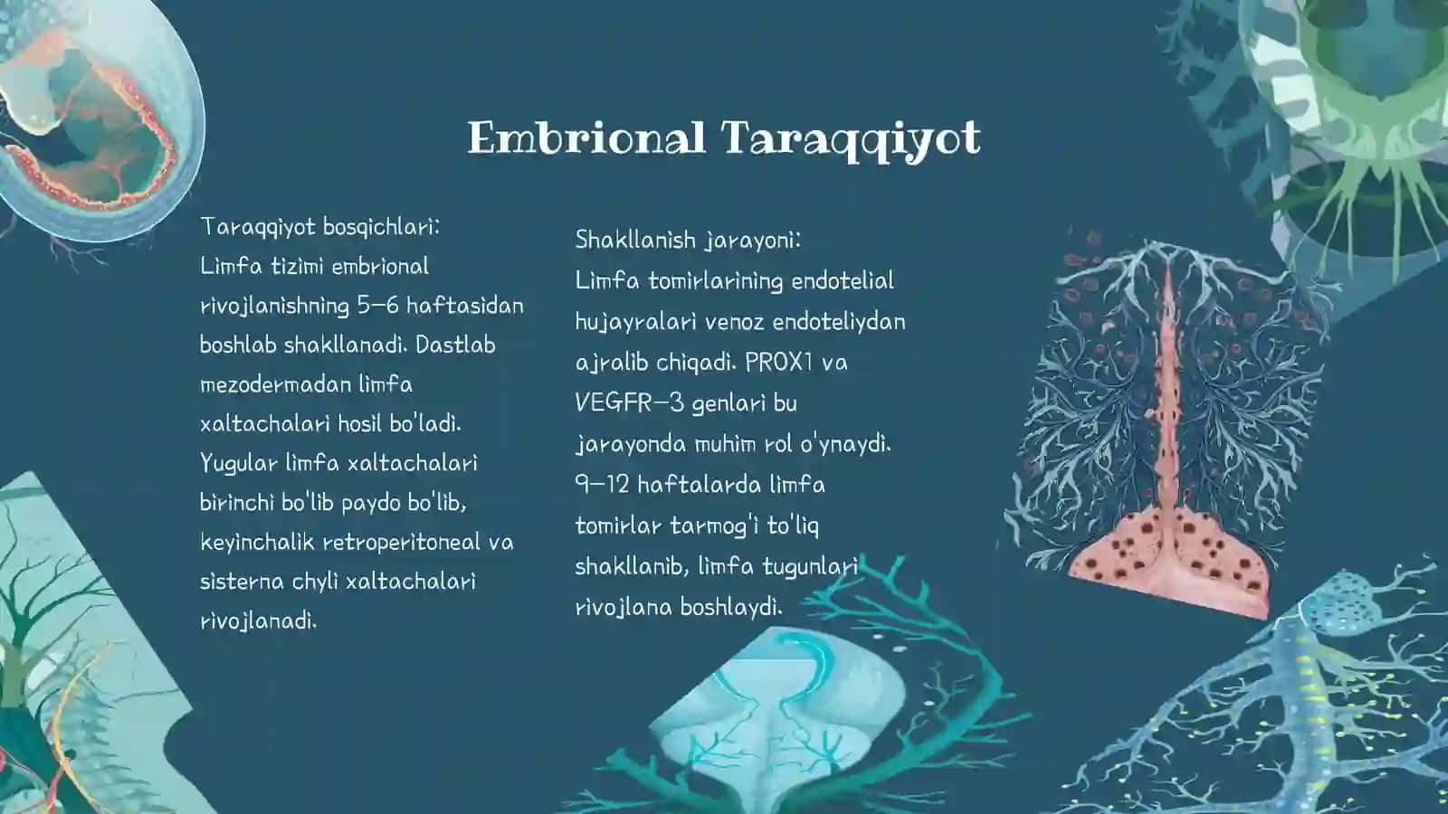 Limfa tomirlarining taraqqiyoti va tuzilishi 4