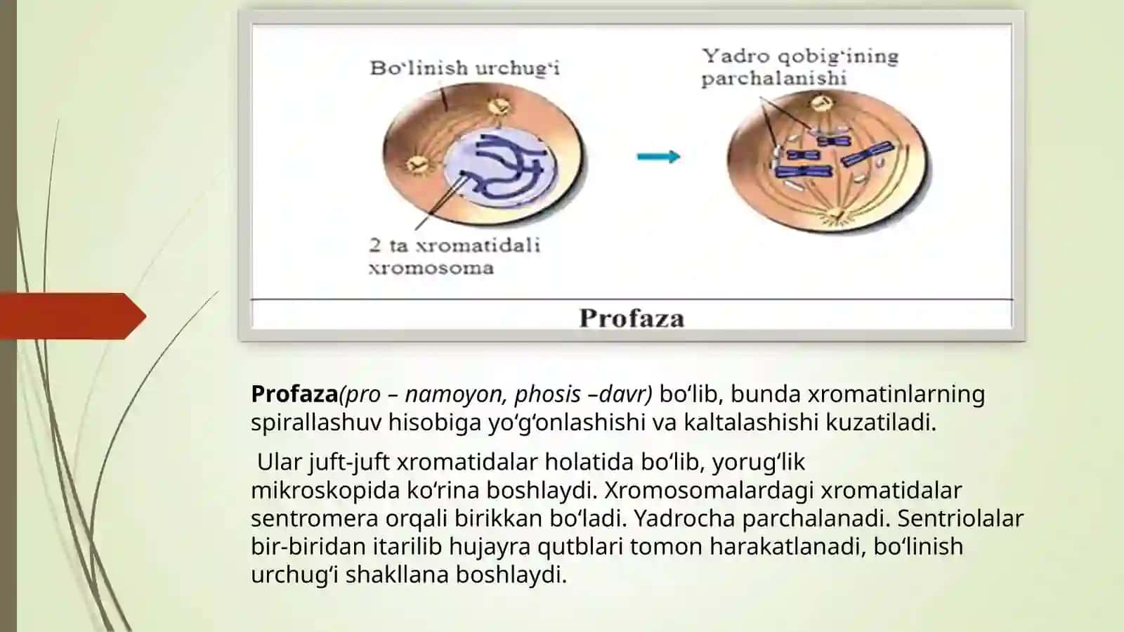 Mitoz va uning fazalari 4