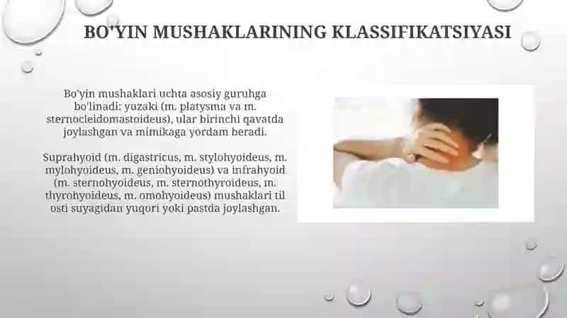 Bo'yin mushaklari 4