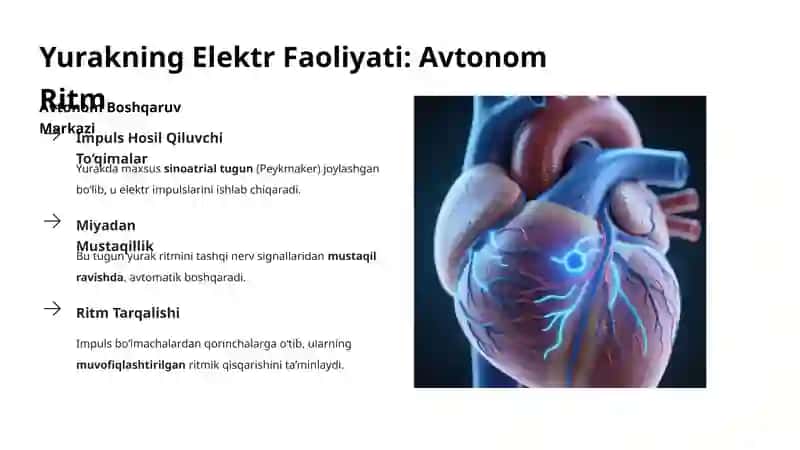 Yurak Faoliyatini Boshqarishning O‘ziga Xosligi 4
