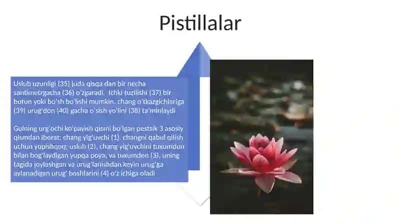 Gul qismlari 4